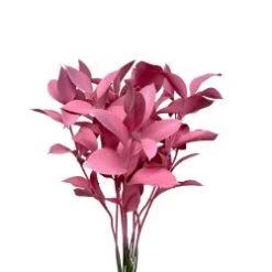 Israeli Ruscus Bubblegum Pink Painted