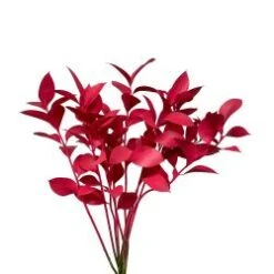 Israeli Ruscus Cherry Painted