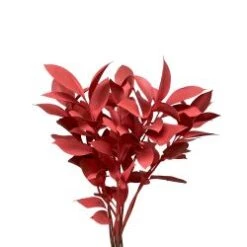 Israeli Ruscus Coral Painted