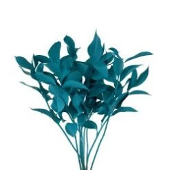 Israeli Ruscus Teal Painted