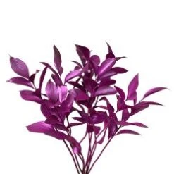 Israeli Ruscus Metallic Berry