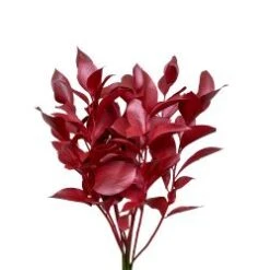 Israeli Ruscus Metallic Cherry Red Painted
