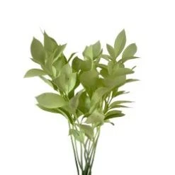 Israeli Ruscus Mint Painted