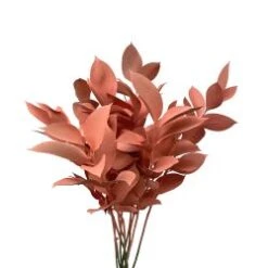 Israeli Ruscus Peach Painted