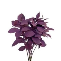 Israeli Ruscus Purple Painted