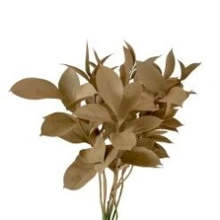 Israeli Ruscus Sand Painted