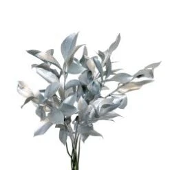 Israeli Ruscus Silver Painted