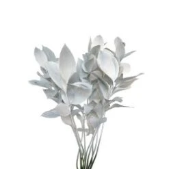 Israeli Ruscus White Painted