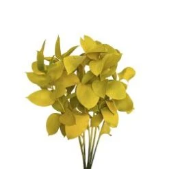 Israeli Ruscus Yellow Painted