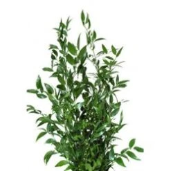 Italian Ruscus Super Tall, 90cm (250 Gram)