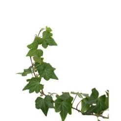 Ivy Green Cut Wedding Long