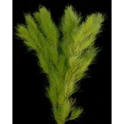 Koala Grass Australia, 80cm