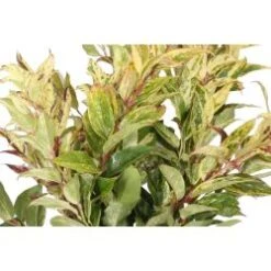 Leucothoe Tricolor Foliage, 45 50 Cm