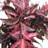 Leucothoe Red Foliage, 60 Cm