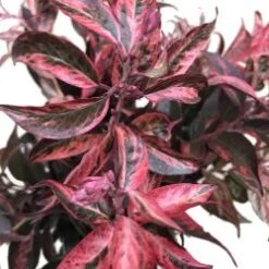 Leucothoe Red Foliage, 60 Cm