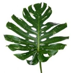 Monstera Leaves Delicious Medium, 50cm