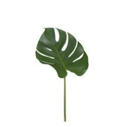 Monstera Leaves Baby, 20-30cm
