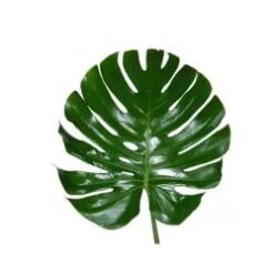 Monstera Tall Stem Large Leaf, 90-100 Cm Long