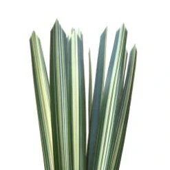 Pandanus Variegated - Hala, 80 To 90 Cm