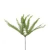 Umbrella Fern Australia, 40 Cm