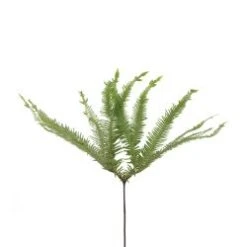 Umbrella Fern Australia, 40 Cm