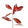Photinia Red Robin