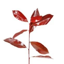 Photinia Red Robin