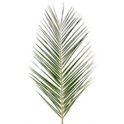 Phoenix Palm SUPER 80 CM Robellini Leaves (Chamaedorea)