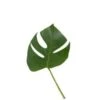 Philodendron Small