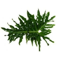 Philodendron Selloum Super Extra Large