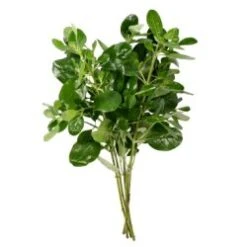 Shiny Pitt Green - Brillantina, 60cm