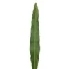 Polypodium Leaves, 50cm
