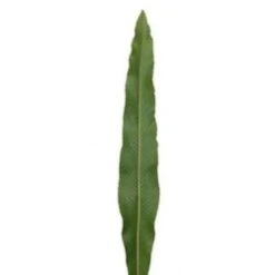 Polypodium Leaves, 50cm