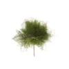 Sea Star Fern Australia - Coral Fern, 40cm