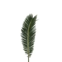 Sego Palm - Cycas Revoluta, 60cm