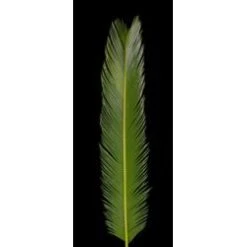 Sego Queen Large, 3'