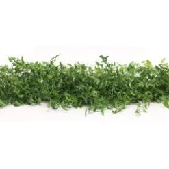 Smilax Bag Asparagoides - 10 Strings, 3' Long Each