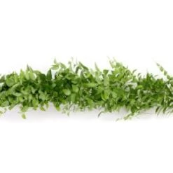 Smilax Bag Asparagoides - 5 Strings, 5' Long Each (Japan)