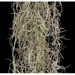 Spanish Moss - Small Box