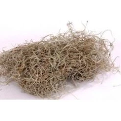 Spanish Moss Large Bulk - 50 Pound Box