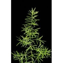 Sprengeri Fern Extra Long