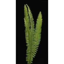 Sword Fern