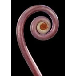 Uluhe Fern - Monkey Tail