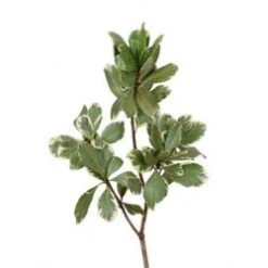 Variegated Pittosporum (Pitt)