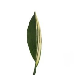 Variegated Aspedistra Leaves