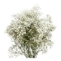 Gypsophillia Baby's Breath Bouquet Million Star, 50cm 20 Stem Bu