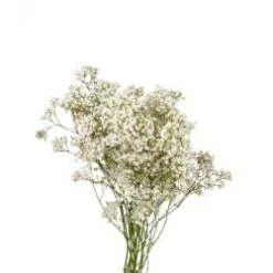 Gypsophillia Baby's Breath Million Star Premium, 75 Cm, 250 Gram