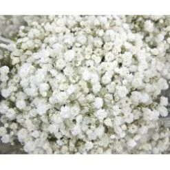 Gypsophillia Baby's Breath Mirabella, 75cm