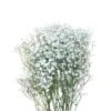 Gypsophillia Baby's Breath Xlence Premium 75 Cm, 250 Gram