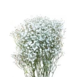 Gypsophillia Baby's Breath Xlence Premium 75 Cm, 250 Gram